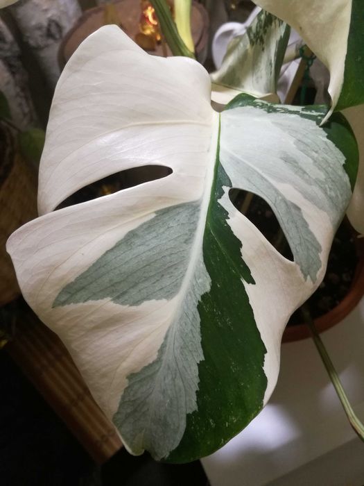 Monstera Albo Variegata philodendron roślina potwór