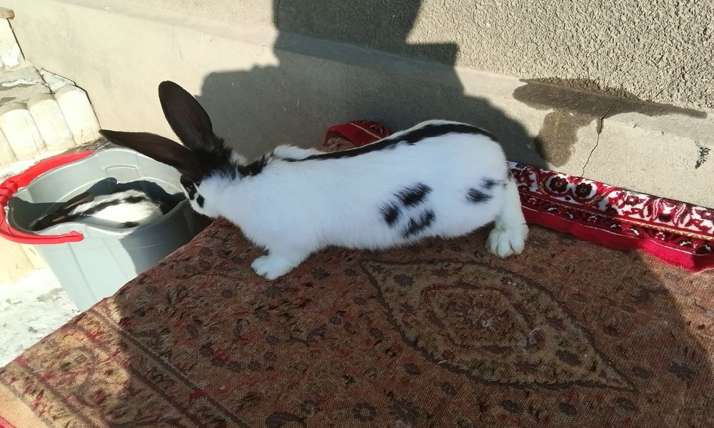 Строкач чорно рябий , хлопчики, вік 2 місяці, дзвоніть.