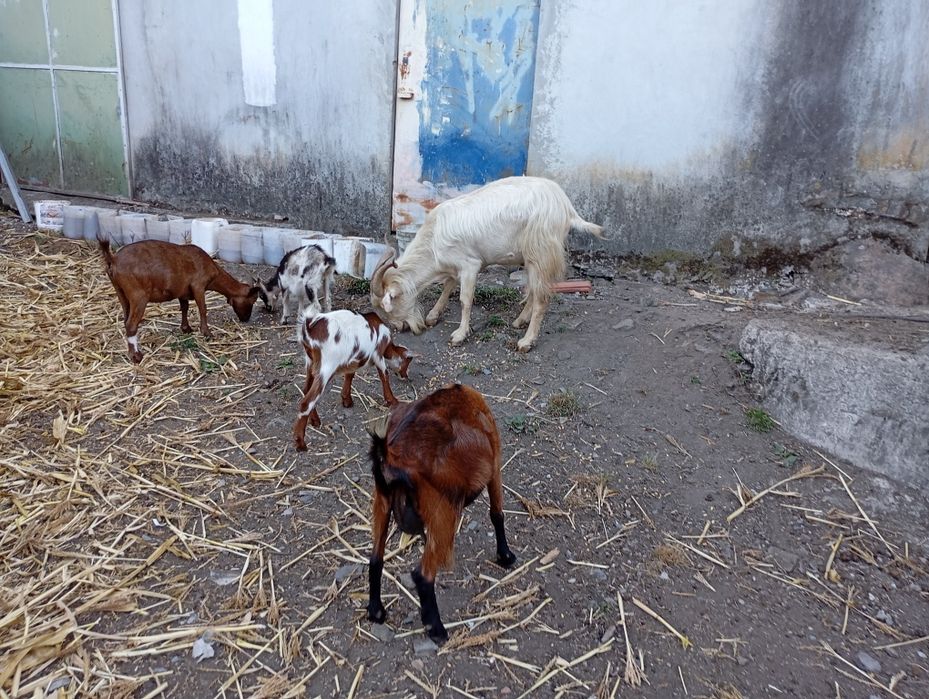 Pequeno rebanho de cabras