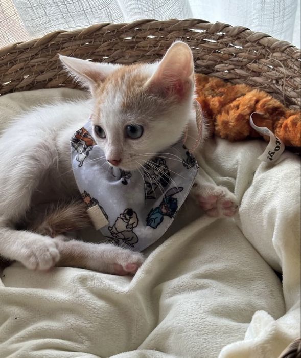 Gatinho 2 meses para adoção responsável