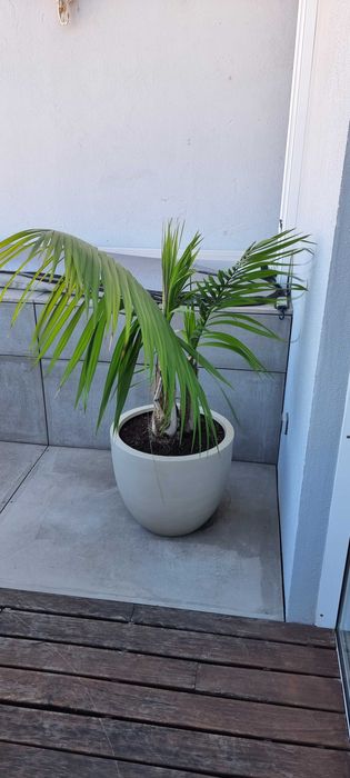 Palmeira com vaso planta de interior ou pouco sol