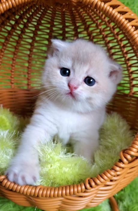 Нежные и ласковые малыши. Котята золотая шиншилла.