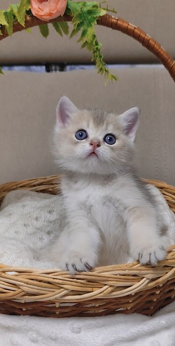 Милый прямоухий мальчик золотая шиншилла