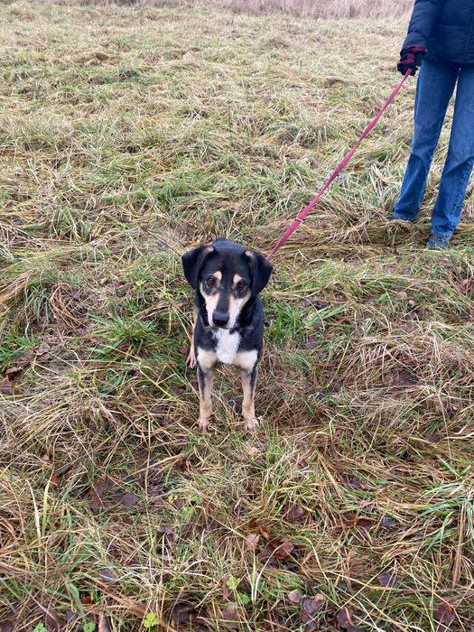 Szary i niewidzialny Leszek do pilnej adopcji