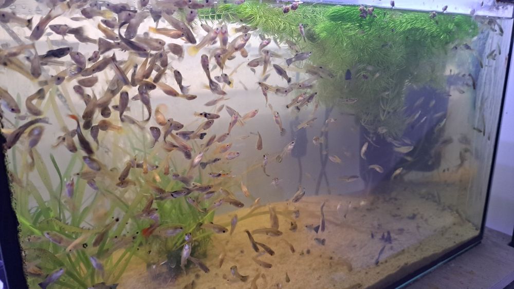 Gupik gupiki mix pakiet 30szt