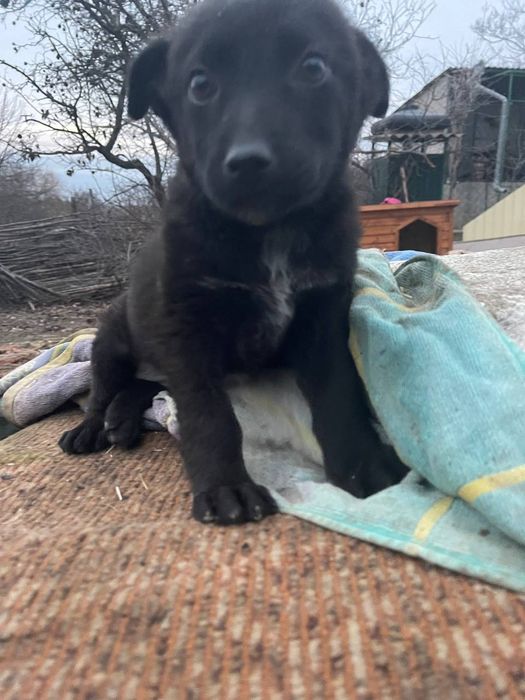 Отдам даром в добрые руки щенка метис небольшой породы