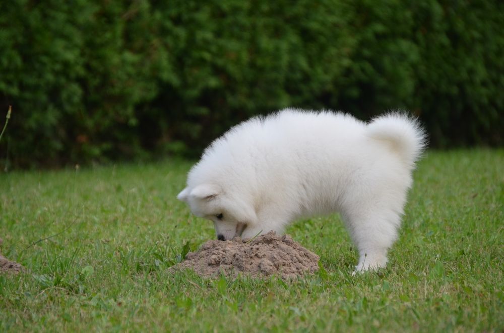 Samoyed ZKwP FCI
