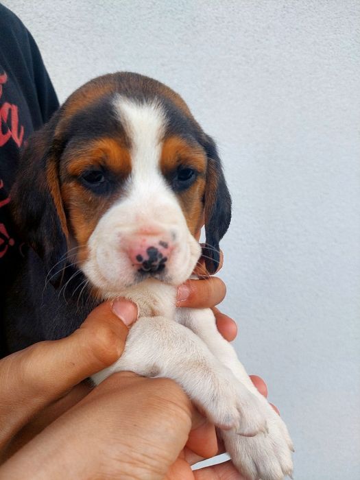 Suczka beagle oddam