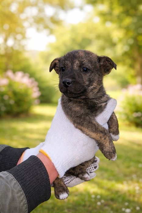 Цуценята в добрі ручки!