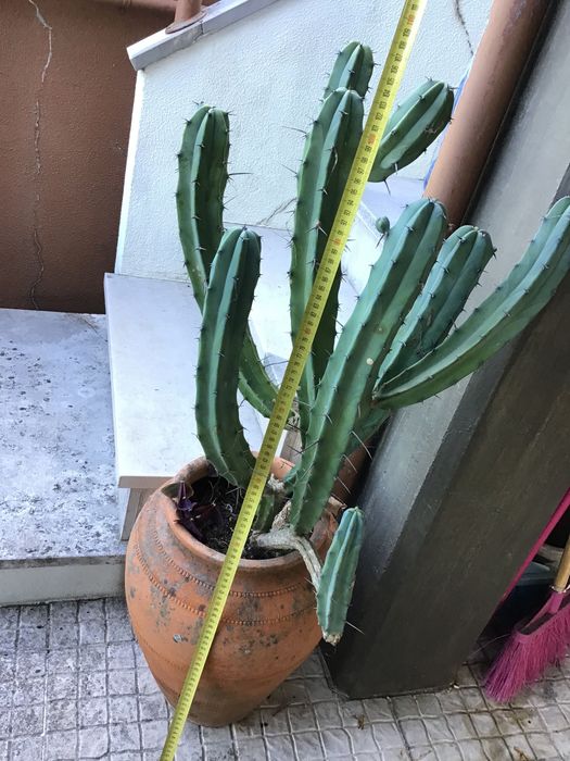 Planta -cato grande num bonito pote rústico