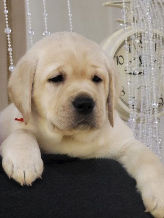 Цуценята лабрадора ретривера!