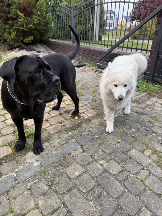 Domowy hotel dla psów, petsitter, opieka nad psem