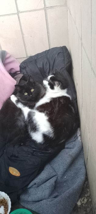 Котик і кішечка в добрі руки