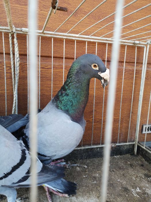 Gołebie Rzeszowskie