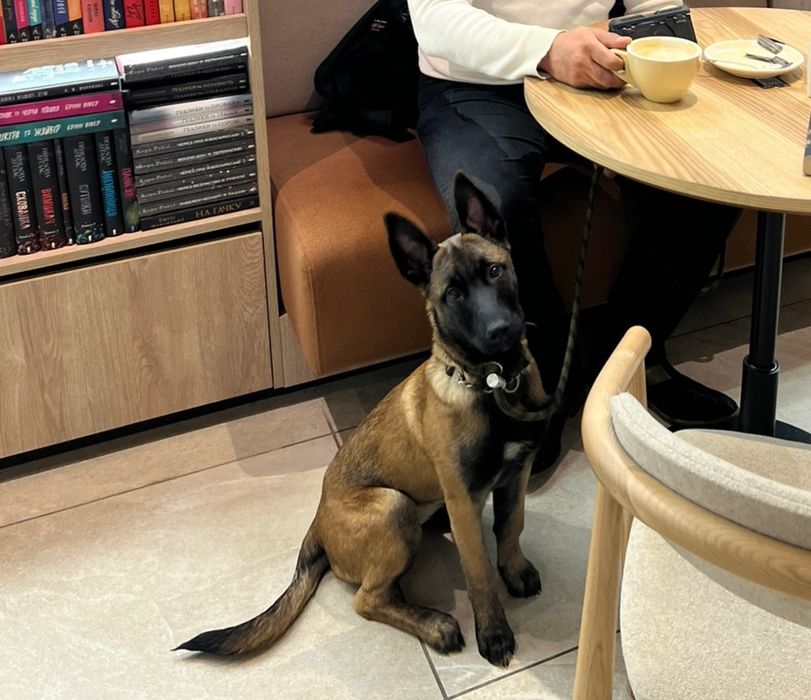 Щенки малінуа бельгійська вівчарка