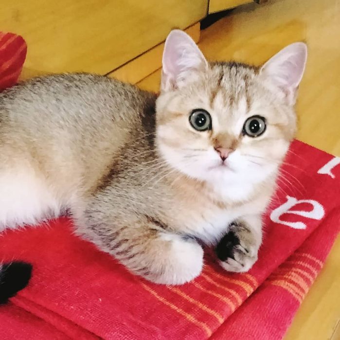 Золотая шиншилла,  Котята Кошенята Купить в Киеве в Украине