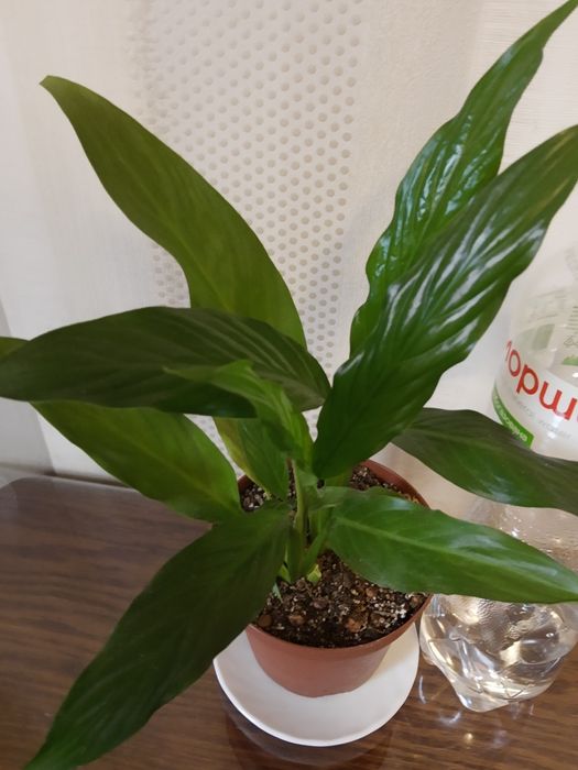 Спатифілум Купідо- 2 рослини в горщику