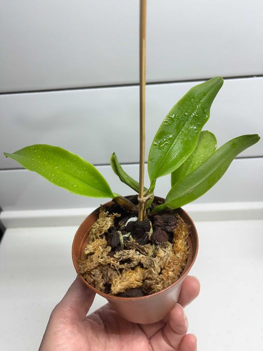 Каттлеи орхидеи  mossiae  schroederae