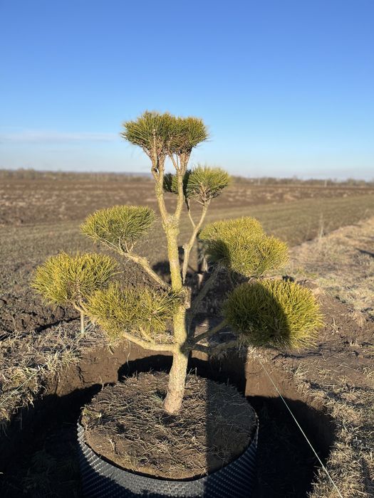 Сосна нівакі крупномір