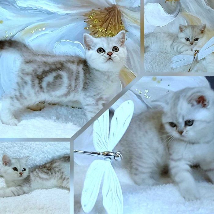 Кошенята. Маленькі карапузики Шотландські прямовухі