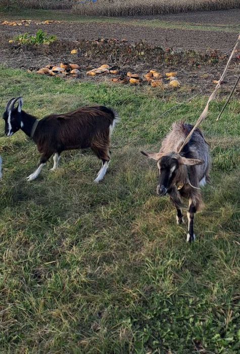 Продаються кози закарпатської породи!!!