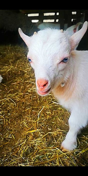 cabrinhas micro anãs