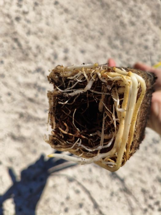 Nolina Hibernica Mrozoodporna (- 15 ) jak juka yucca kordylina palmy
