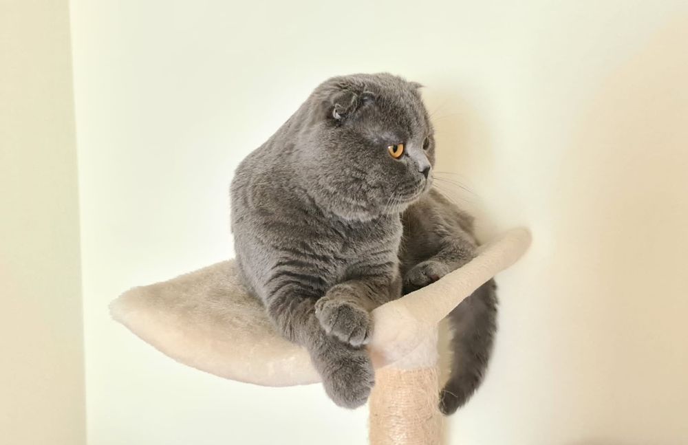 Scottish Fold  para acasalar