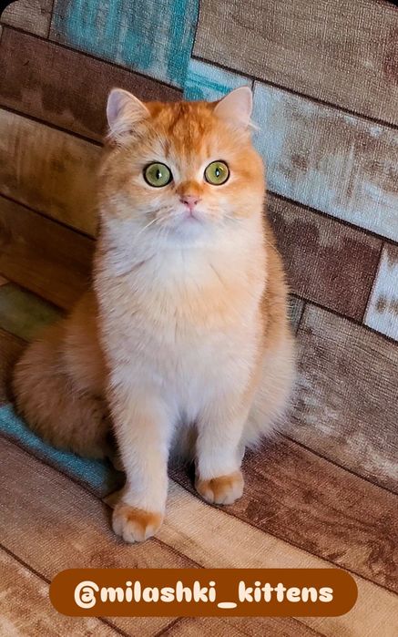 Малята кошенята золота шиншила
