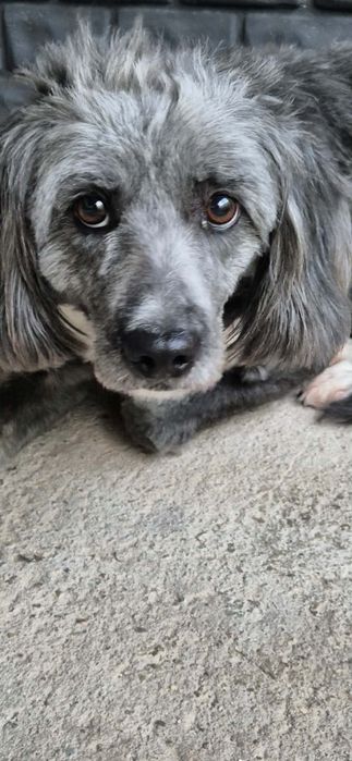 Kochana sunia szuka dobrego domu