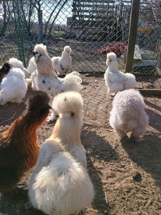 Jaja Jajka Silki Silka