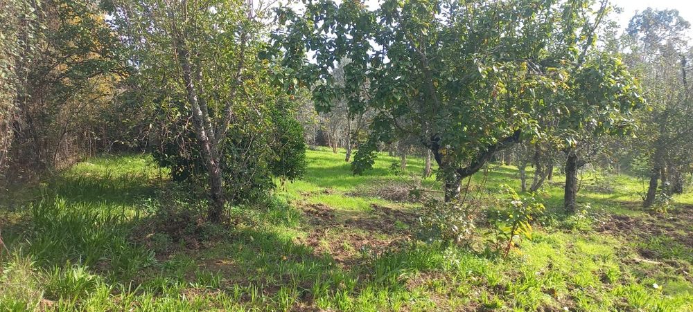 Quinta com casa habitação em Sabugosa-Tondela Tondela
