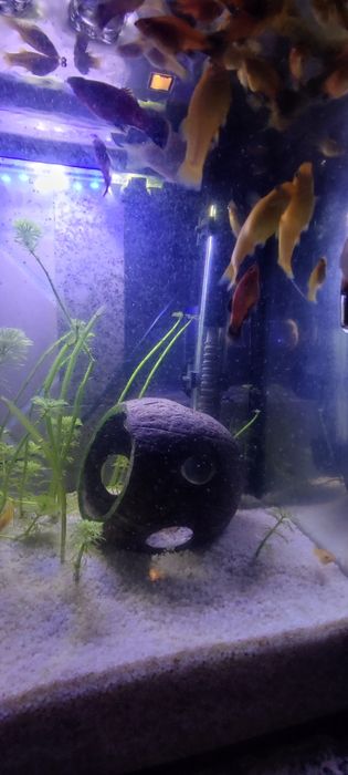 Troco peixes Molly por guppys