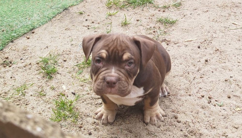 Sprzedam szczeniaka American Bully