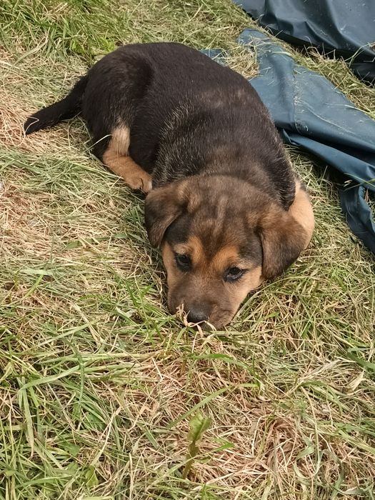 Oddam czarną suczkę w dobre ręce