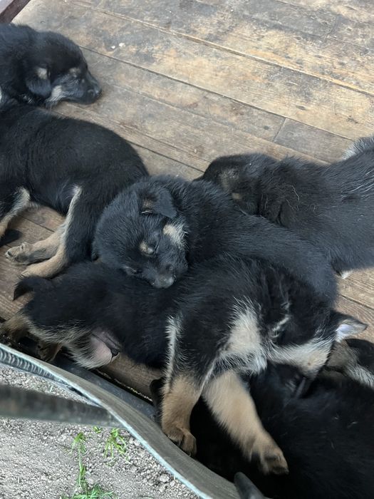Продаються цуценята Німецькоі Вівчарки