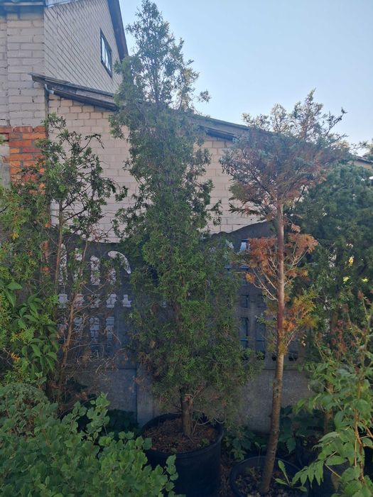 Tuja Szmaragdowa Thuja 2.80m roślina na żywopłot ukorzeniona nz żywopłot.