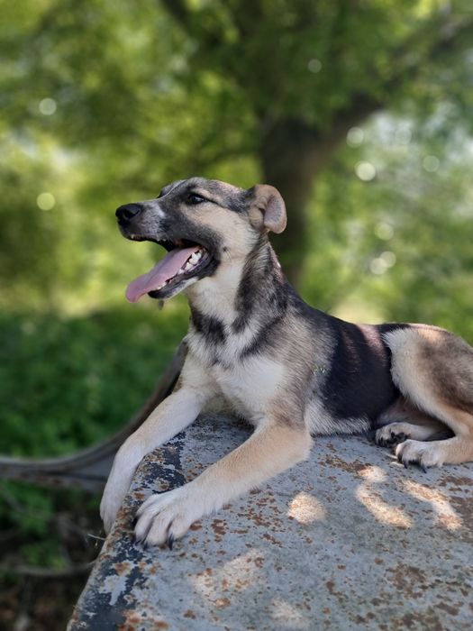 Собачки  Стерилізовані