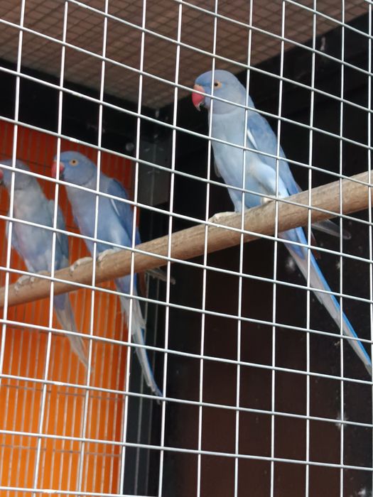 Ring Necks 2025 e outros