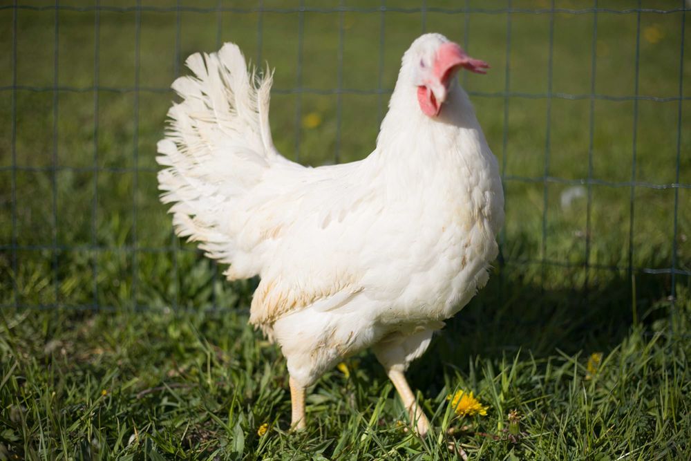 Kury nioski Tetra tintet odchowana