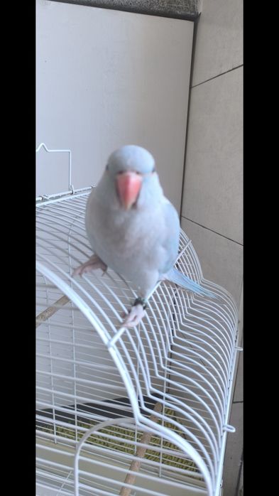 Ring Neck Azul Macho