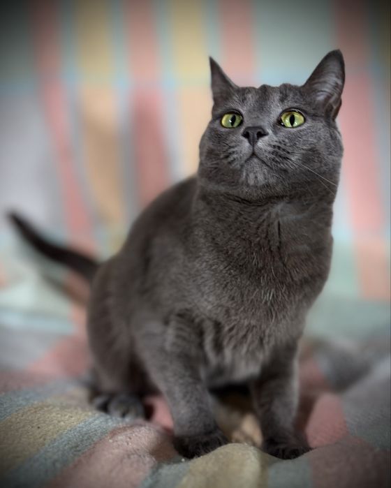 котик в добрі руки
