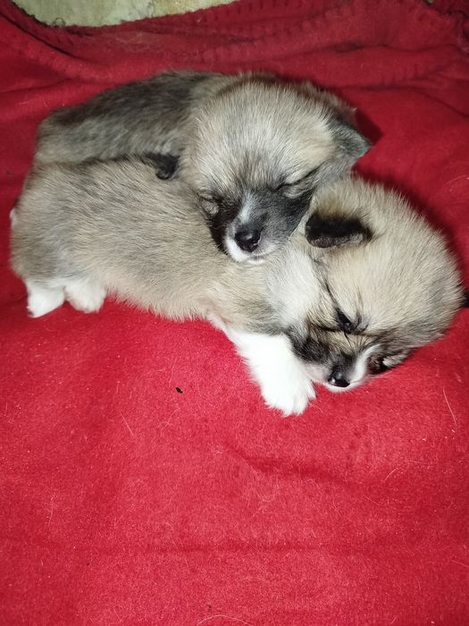 Вельш коргі ремрок