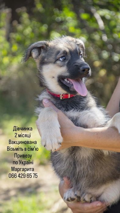 Цуценята в добрі сім'ї