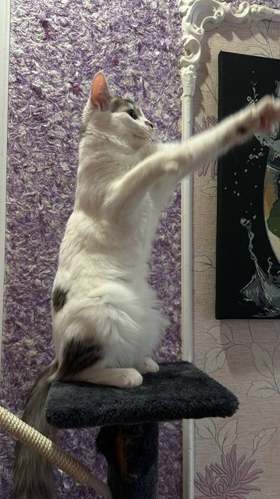 Віддам котика у добрі руки
