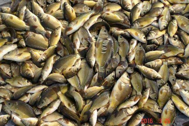 karaś narybek na żywca szczupak sum sandacz 8-15cm