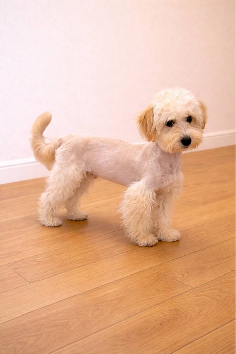 Мальтіпу Ф1 хлопець