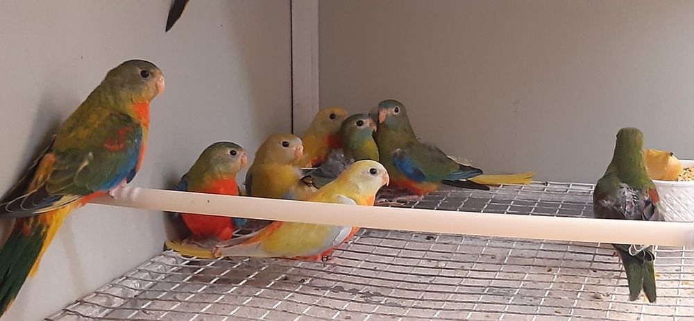 Turquoisines Fêmeas