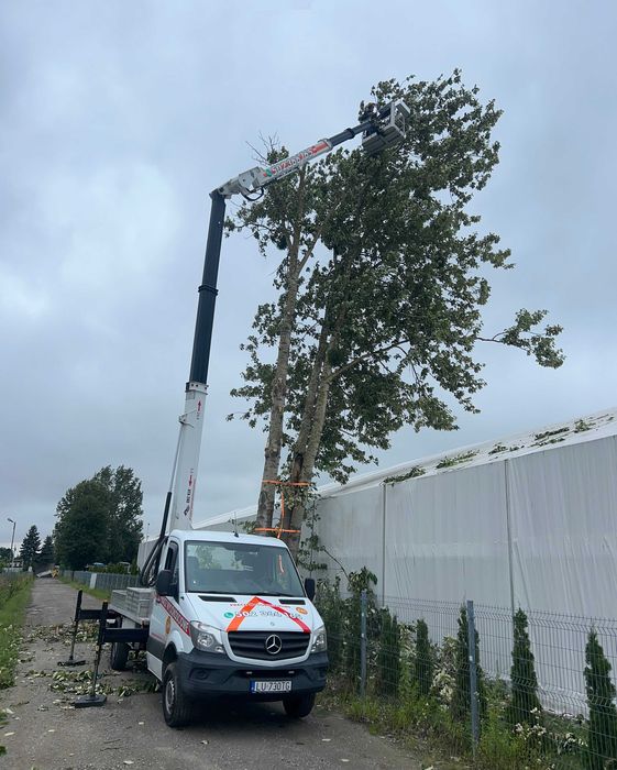 Wycinka drzew Podnośnik koszowy  Korekta Pielęgnacja  Przycinka