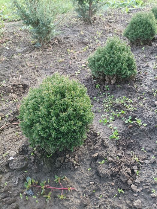 Продам озеленення та фруктові дерева та кущі.